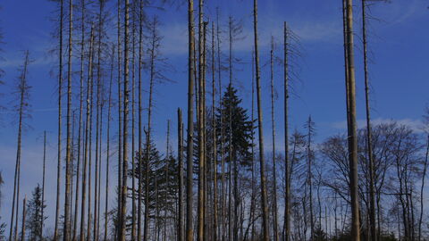 Waldsterben Das Bild zeigt einen Wald mit abgestorbenen Bäumen. Die Fichten haben die Nadeln verloren.